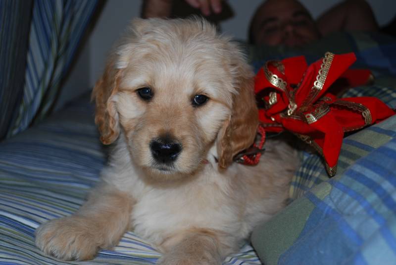 goldendoodle puppies virginia goldendoodle puppies blacksburg va www proteckmachinery goldendoodle puppies virginia goldendoodle puppies blacksburg va www proteckmachinery