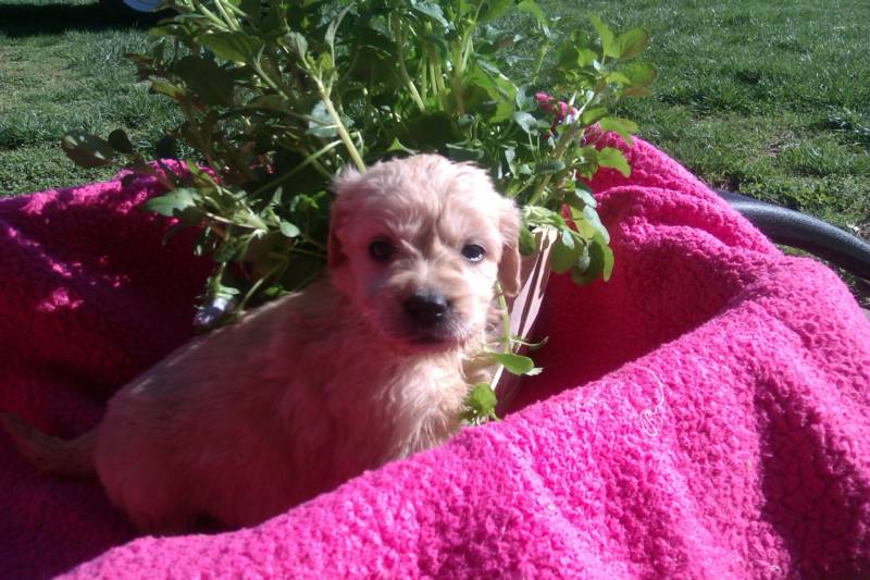puppies for sale blacksburg va goldendoodle puppies blacksburg va www proteckmachinery puppies for sale blacksburg va goldendoodle puppies blacksburg va www proteckmachinery