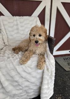 mini goldendoodle puppy