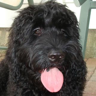 black goldendoodle