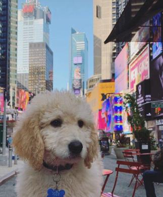 NY goldendoodle