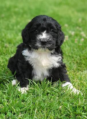 labradoodle breeder