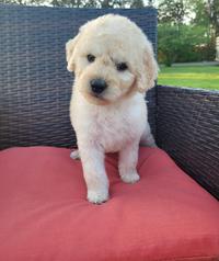 mini goldendoodle puppy for sale