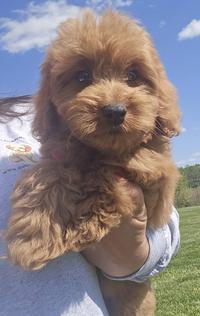 mini goldendoodle puppy for sale