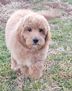 Miniature Goldendoodle puppy for sale adoption