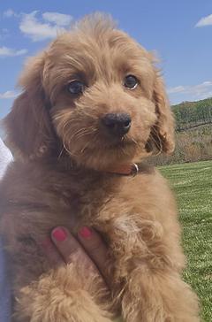 Miniature Goldendoodle puppy for sale adoption