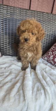 mini goldendoodle puppy