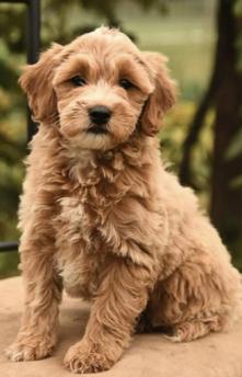 affordable mini goldendoodle