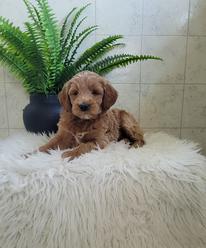 Miniature Goldendoodle puppy for sale adoption