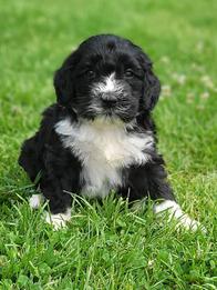 labradoodle breeder labradoodle puppy for sale