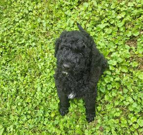 labradoodle breeder va md dc 