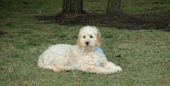 labradoodle puppy for sale near me