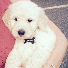 labradoodle puppy for sale near me