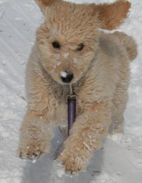 labradoodle puppy adopt near me va md dc for sale