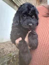 f1b goldendoodle near me goldendoodle puppy for sale