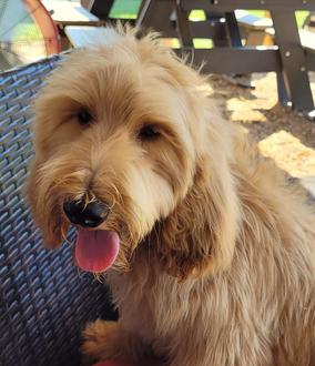 goldendoodle puppy breeder va md dc near me